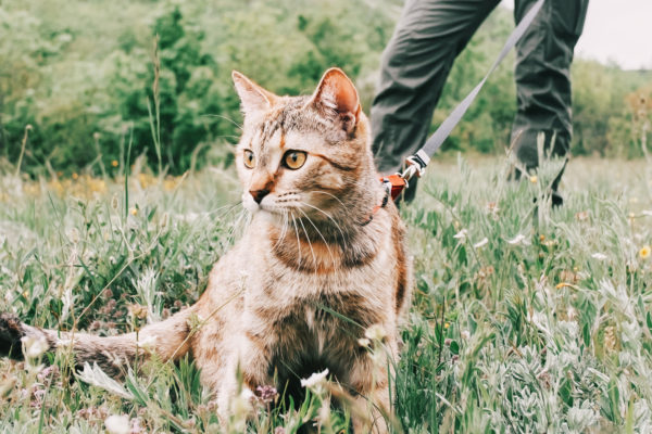 Unrecognizable woman walking with curious ginger cat on a leash on nature in summer.